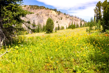 Wildfliwers near Fawn Pass