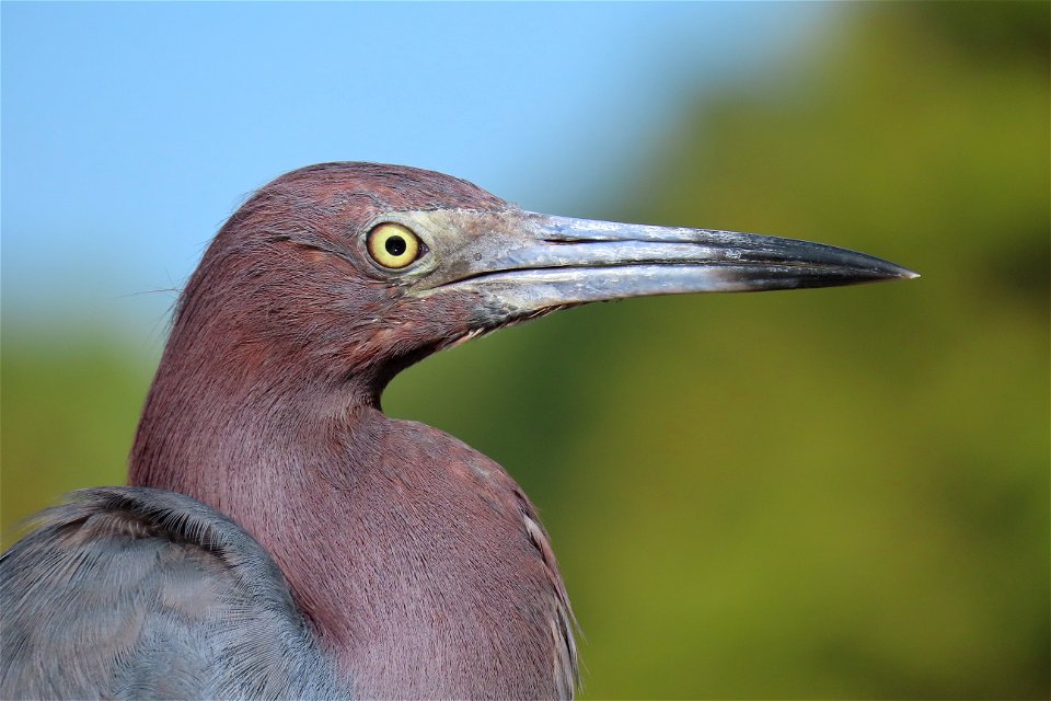 Little Blue Heron photo