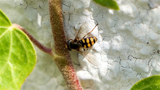 Eupeodes corollae (Gemeine Feldschwebfliege) 2