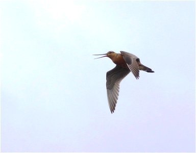 Bar-tailed Godwit photo