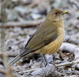 753 - CLAY-COLORED THRUSH (01-11-2022) edinburg world birding center, hidalgo co, tx -02