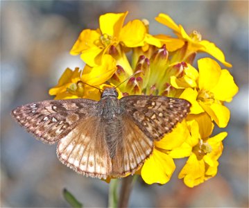 DUSKYWING, PROPERTIUS (Erynnis propertius) (6-16-2021) approx 4200 ft, along ship mt rd, smith river n rec area, del norte co, ca -011