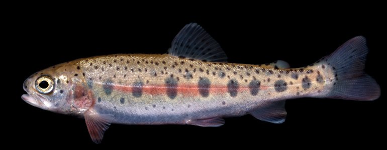 Rainbow Trout (Oncorhynchus mykiss)