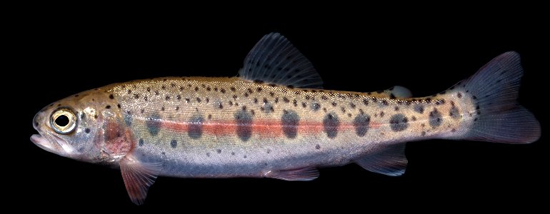 Rainbow Trout (Oncorhynchus mykiss) photo