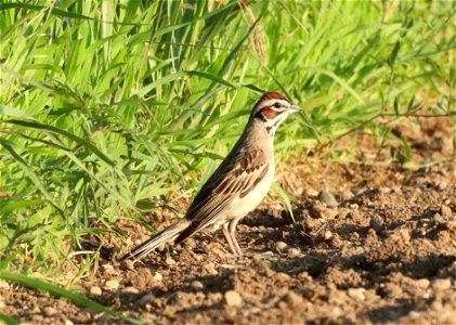 Lark Sparrow Huron Wetland Management District photo