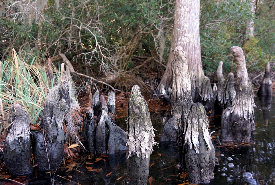 Lewis Gut gnome cypress knees KG