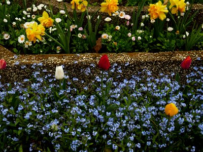 Herestrau Park in spring (77)