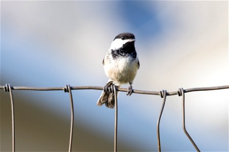 Black-capped chickadee (Poecile atricapillus) in Lower Mammoth