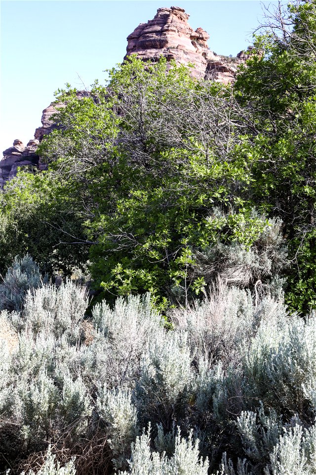 MAY 18 Sandstone knoll and sagebrush photo