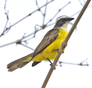 597 - SOCIAL FLYCATCHER (12-24-2021) u of texas brownsville campus, brownsville, cameron co, tx -24