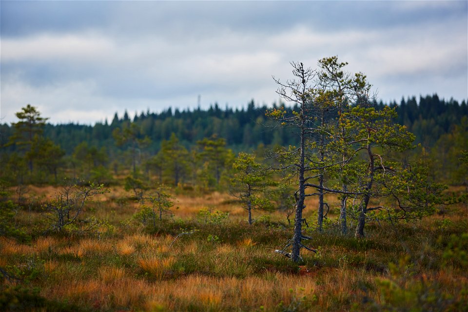 Torronsuon kansallispuisto, Tammela, Finland photo