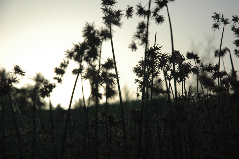 Flora vegetation tall