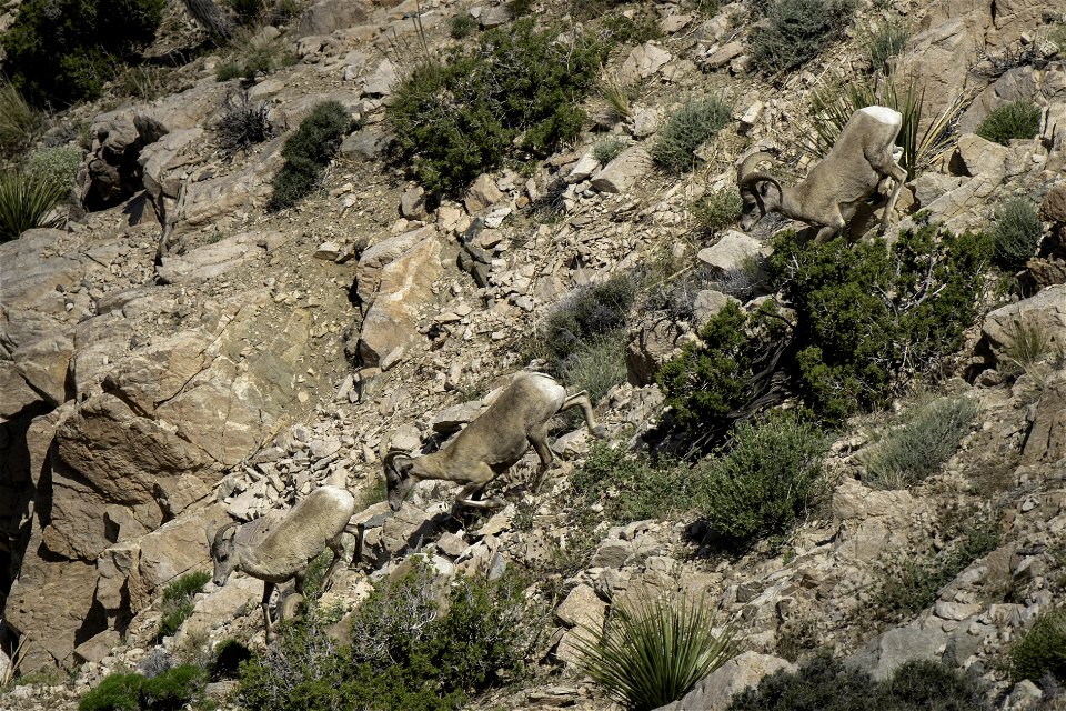 Desert Bighorn sheep (Ovis candensis nelsoni) running downhill near Keys View