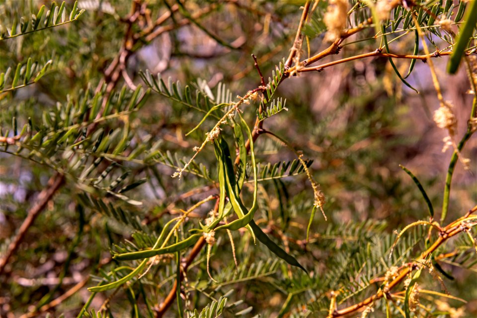 Mesquite (Prosopis glandulosa) in the Oasis of Mara