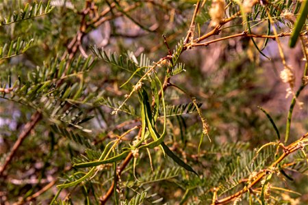 Mesquite (Prosopis glandulosa) in the Oasis of Mara photo