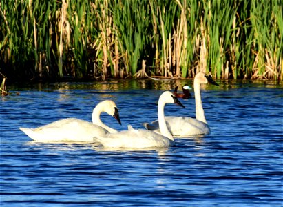 Trumpeter swan at Seedskadee National Wildlife Refuge