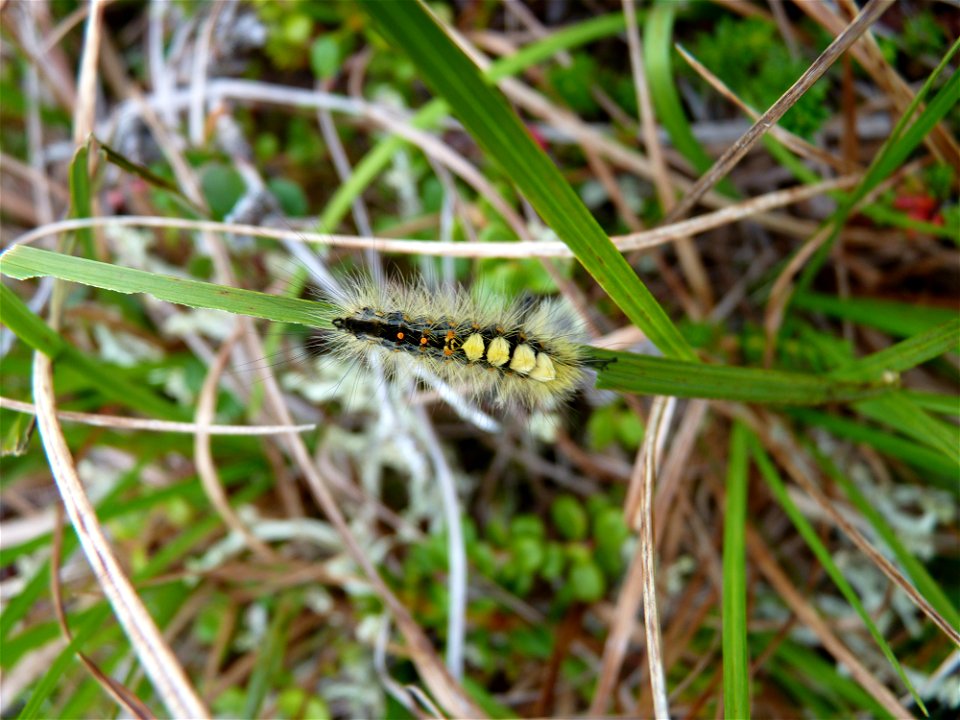 Caterpillar_12July2010