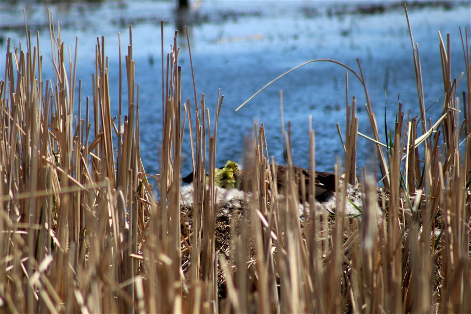 Canada Goose Nest with Goslings Lake Andes Wetland Management District South Dakota