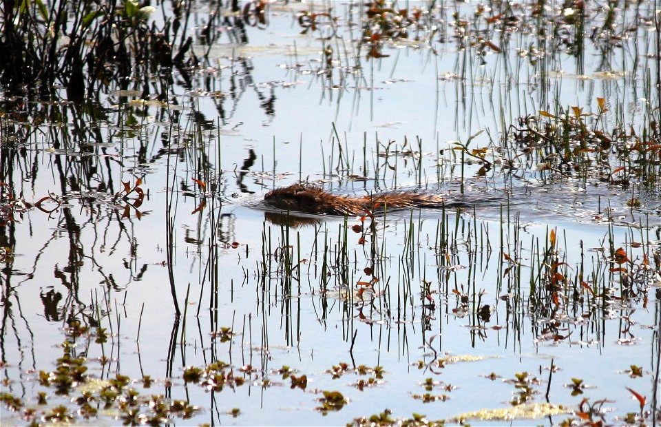 Muskrat photo