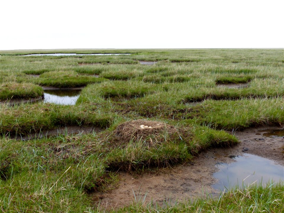 Tundra swan nest photo