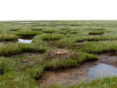 Tundra swan nest
