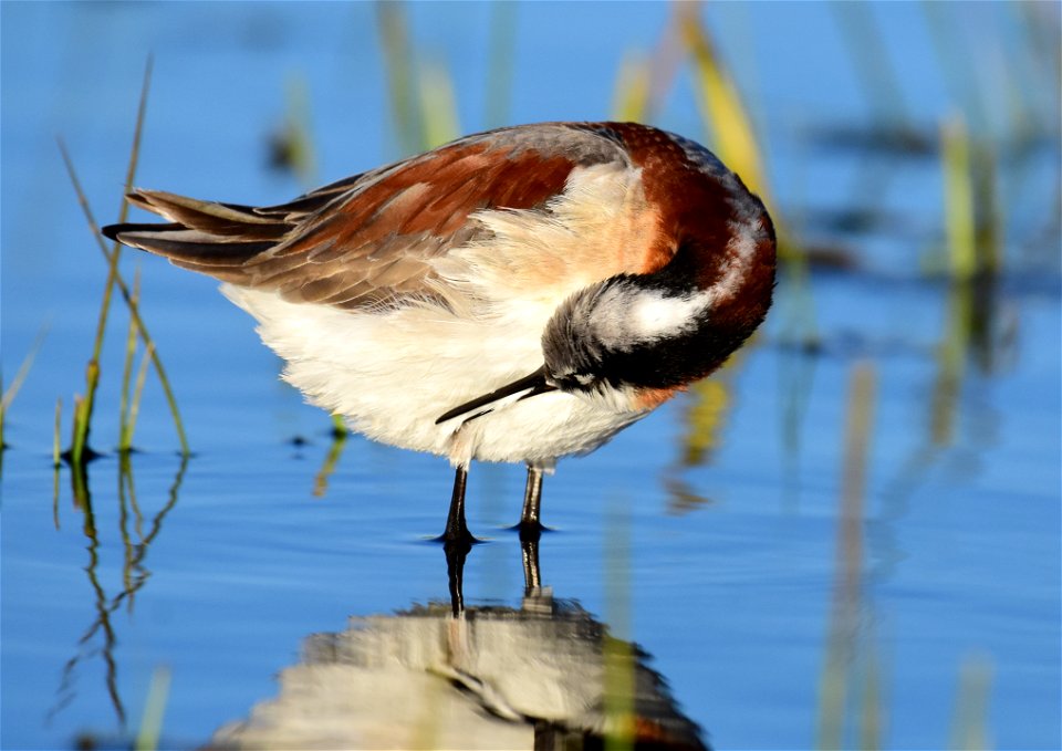 Wilson's phalarope at Seedskadee National Wildlife Refuge
