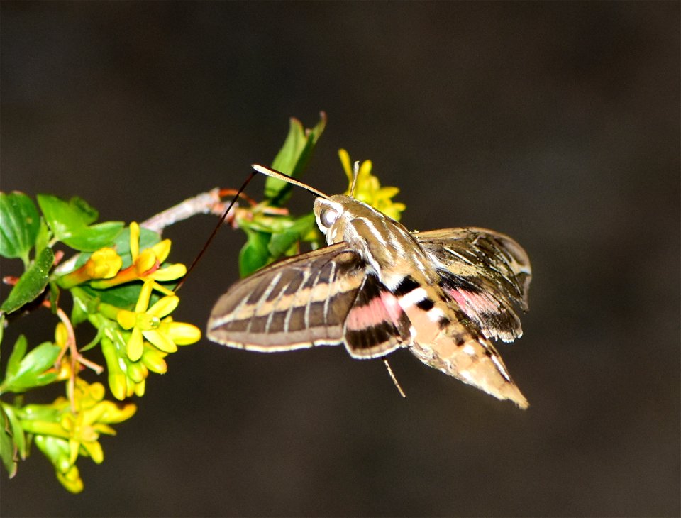 Hummingbird moth or white lined sphinx moth (Hyles lineata) on Seedskadee National Wildlife Refuge