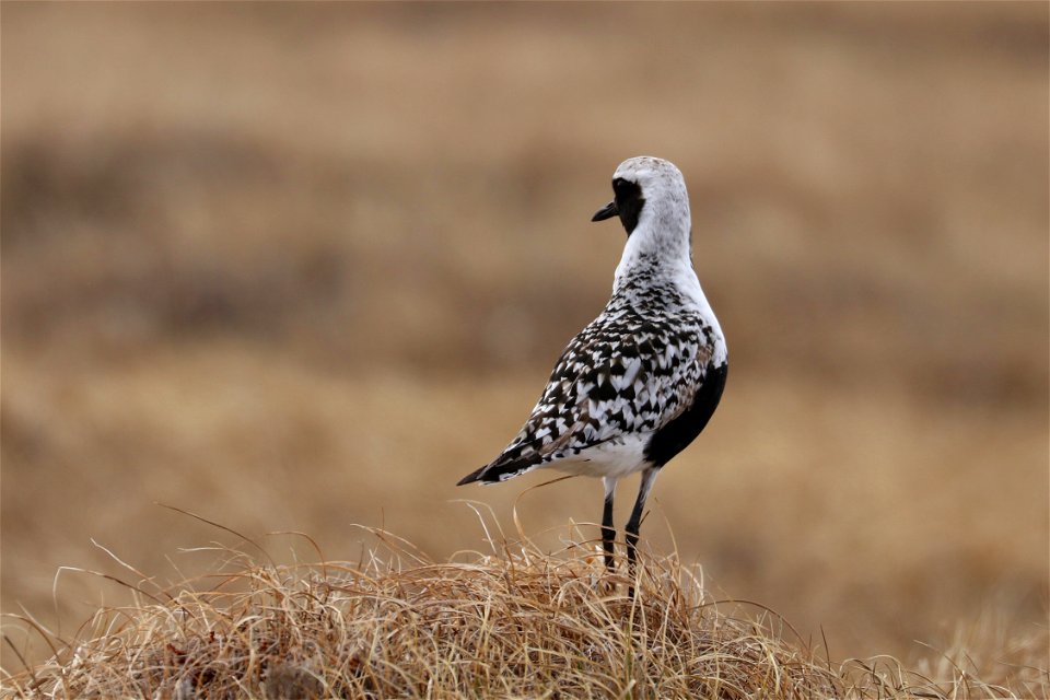 Black-bellied plover
