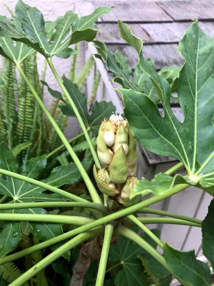 Flower Buds