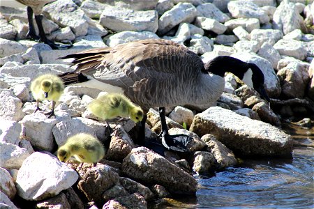 Canada Goose and Goslings at D.C. Booth Historic National Fish Hatchery