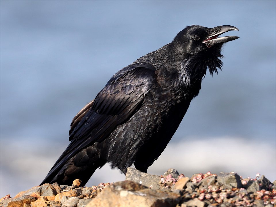 653 - COMMON RAVEN (10-22-2022) crescent city, del norte co, ca -04