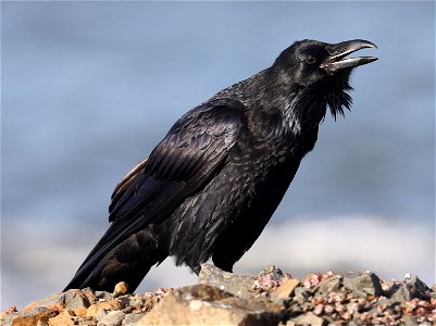653 - COMMON RAVEN (10-22-2022) crescent city, del norte co, ca -04