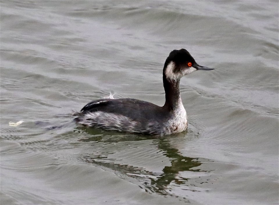099 - EARED GREBE (10-24-2021) adult basic, crescent city harbor, del norte co, ca -05