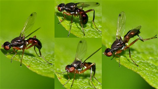 Sepsis punctum (Schwingfliegenart, Fam. Sepsidae)