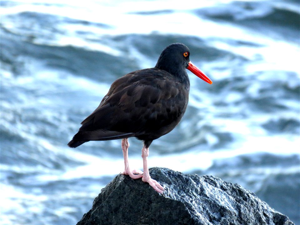 272 - BLACK OYSTERCATCHER (9-30-2021) b street jetty, crescent city, del norte co, ca -01