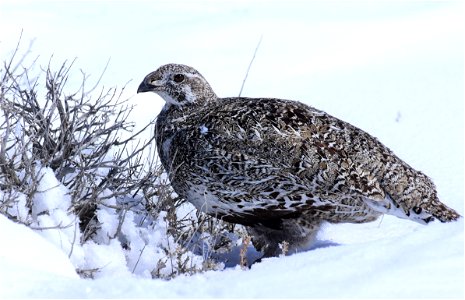 Greater sage-grouse on Seedskadee National Wildlife Refuge