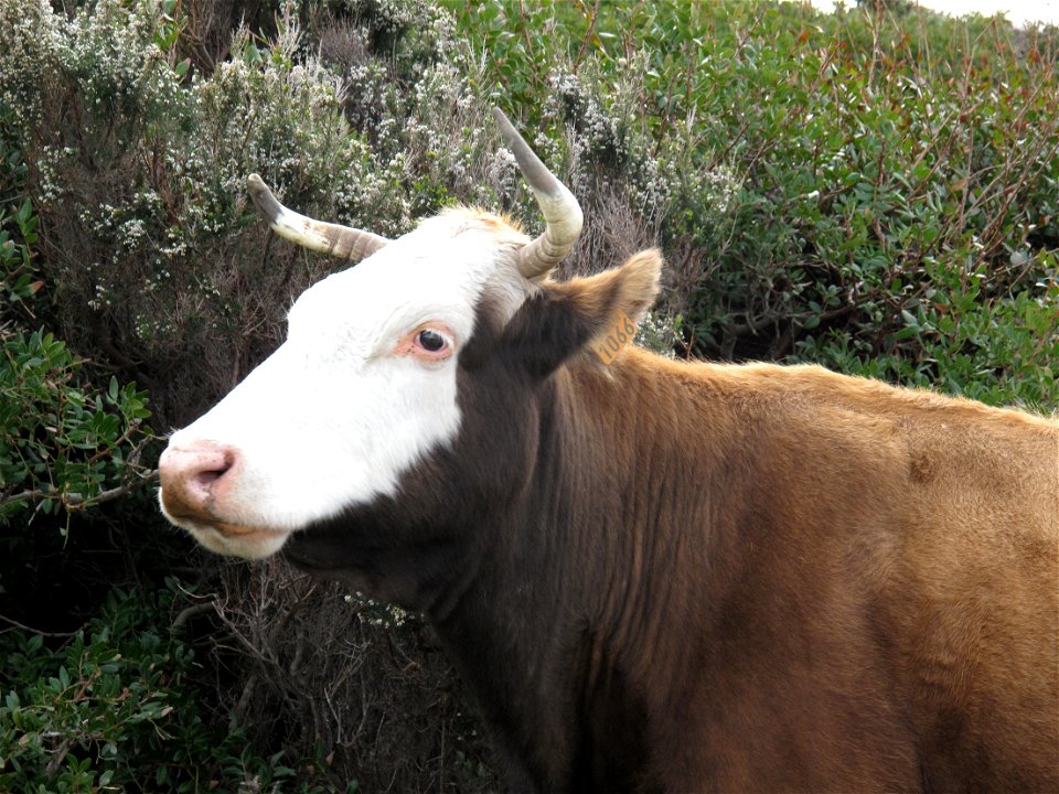 Vache à Barcaggio, Ersa