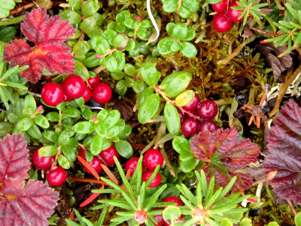 Fall colors, Kgun Lake site