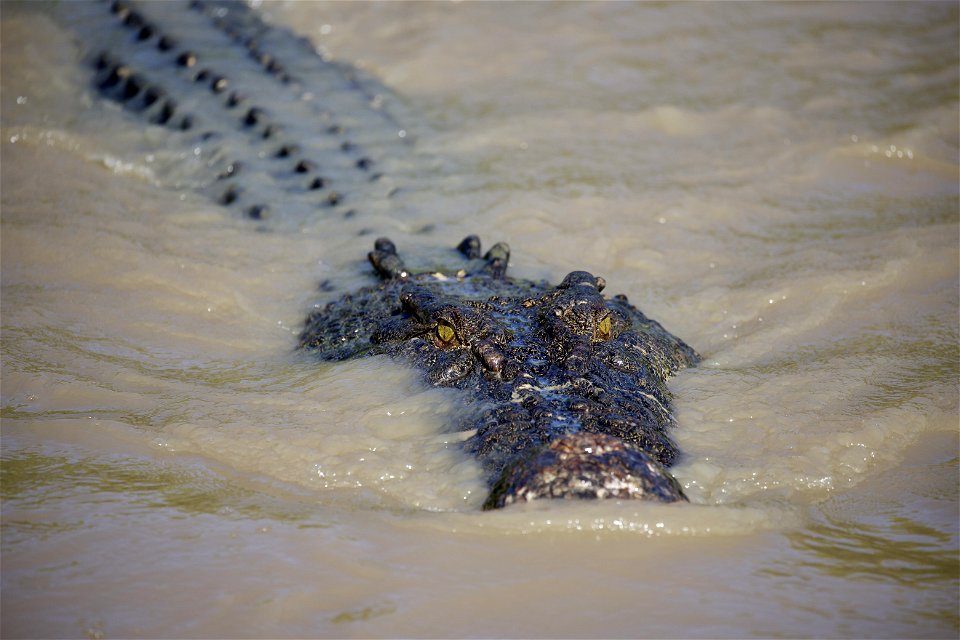 Wild saltwater crocodile