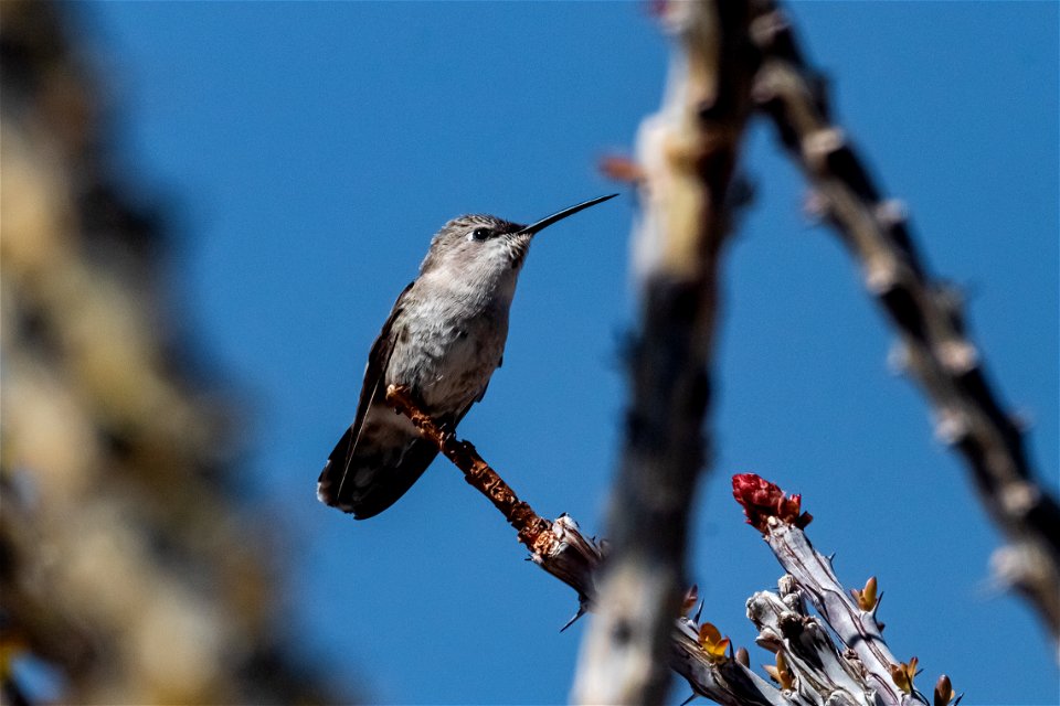 Hummingbird species