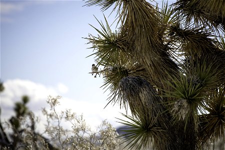 Loggerhead shrike (Lanius ludovicianus) on a snow-dusted Joshua tree photo