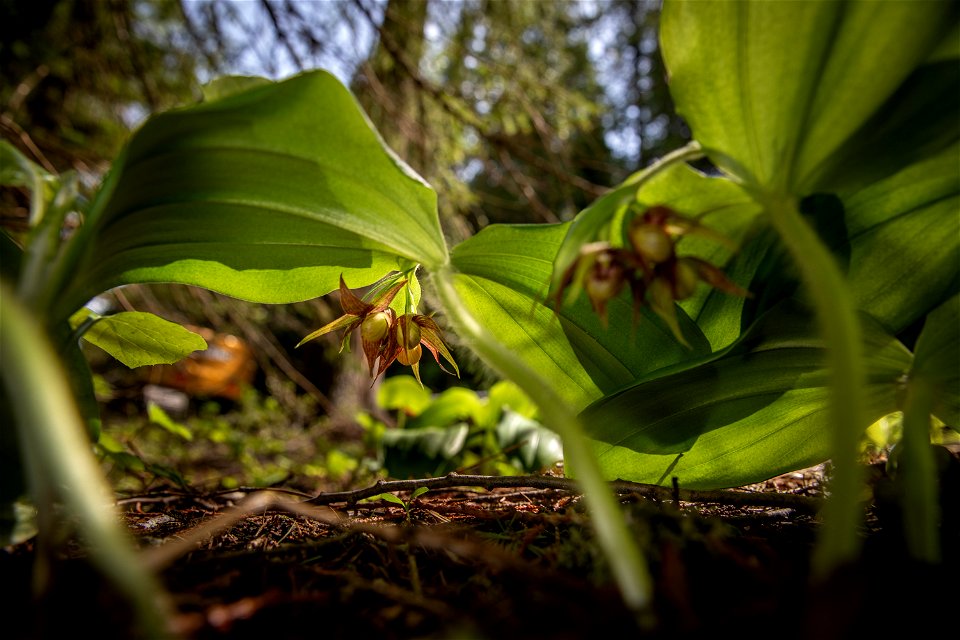 Clustered Lady’s Slipper (Cypripedium fasciculatum) photo