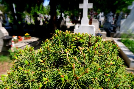 cimitir Sfanta Vineri (9)