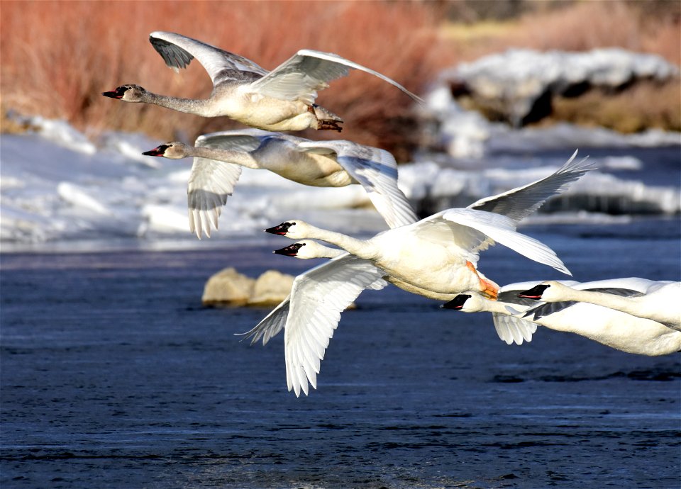 Trumpeter swan at Seedskadee National Wildlife Refuge