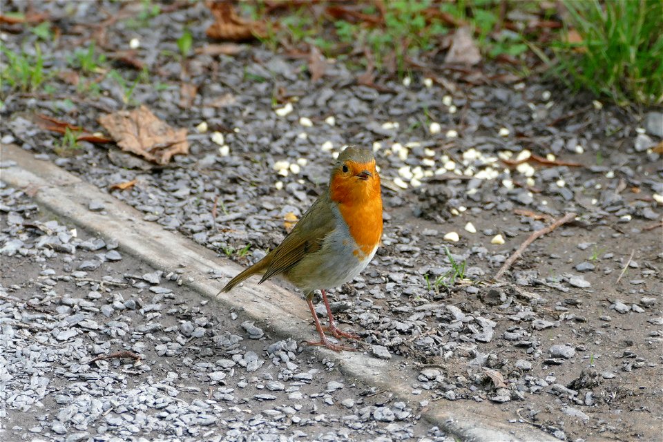 Happy Robin photo