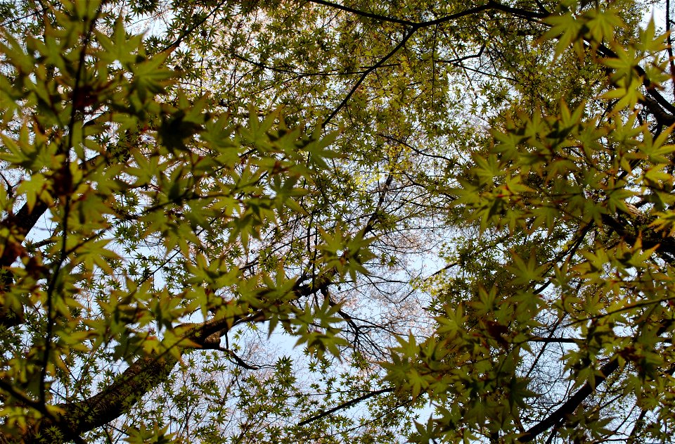 Younginsan Park Spring 2023