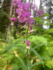 Fireweed at Old Sauk Trail, Mt. Baker-Snoqualmie National Forest. Photo by Sydney Corral July 7, 2021