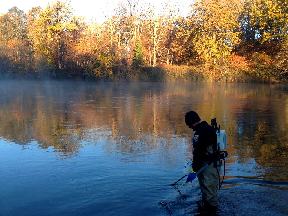 Jason Krebill, Service employee, collects sea lamprey larvae on the Au Sable River, near Oscoda MI, in late October.