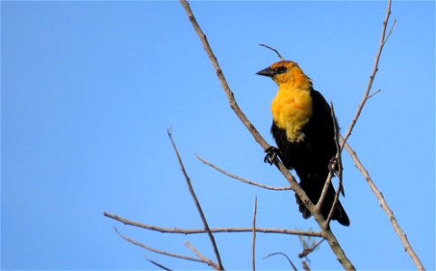 Yellow-headed Blackbird photo