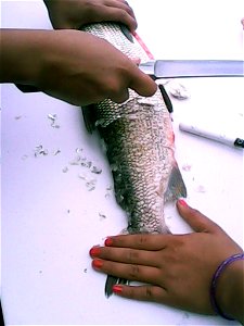 Scaling whitefish_Andreafsky science camp_07-17-2015_KSowl (4)